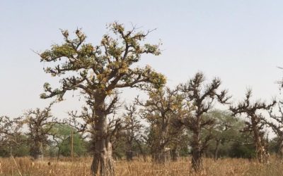 Bandia en demie journée au départ de saly.