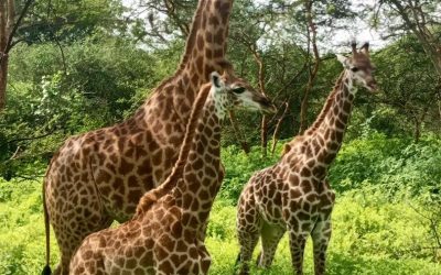 St.Louis 04 et 03 nuits