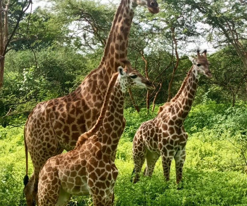 St.Louis 04 et 03 nuits